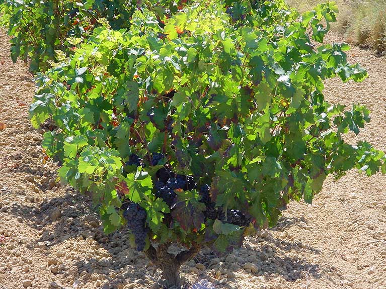 Comarcal de Navarrete - Viñedos