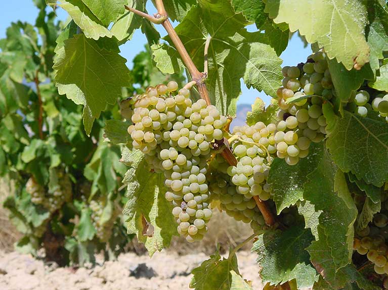 Comarcal de Navarrete - Viñedos