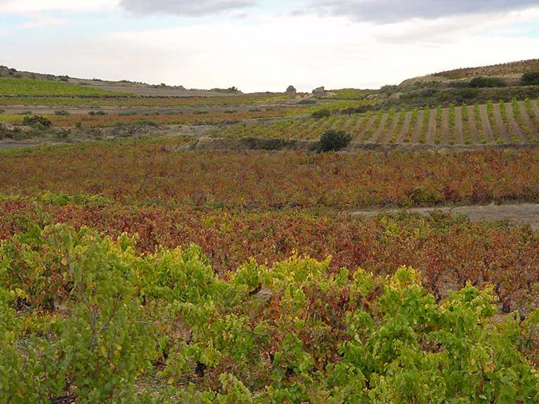 Comarcal de Navarrete - Viñedos