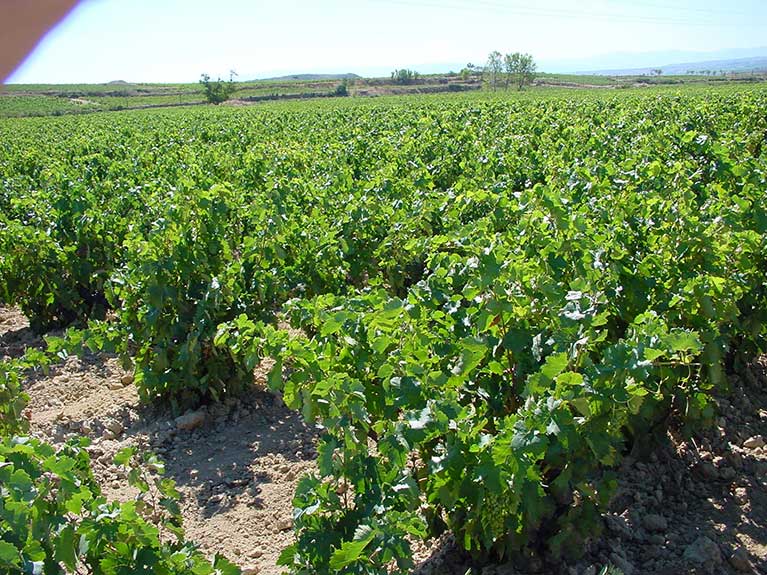 Comarcal de Navarrete - Viñedos