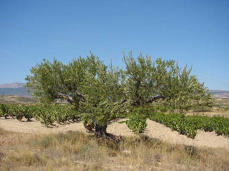 Comarcal de Navarrete - Viñedos